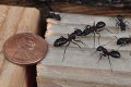 Are there carpenter ants in Utah?