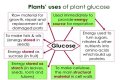 how does a plant use sugar