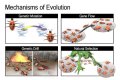 how does gene flow lead to evolution