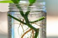 How long does it take for a plant to root in water?