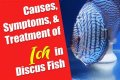 What causes fish ich?