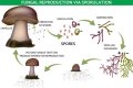 what do fungi use to reproduce