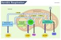when does aerobic respiration occur