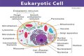where are genes located in a eukaryotic cell