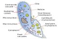 where do the amoeba and the paramecium live?