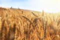 where does wheat grow - Lisbd-net.com