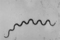 Where is Treponema pallidum found?