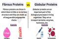 Why are fibrous proteins important?